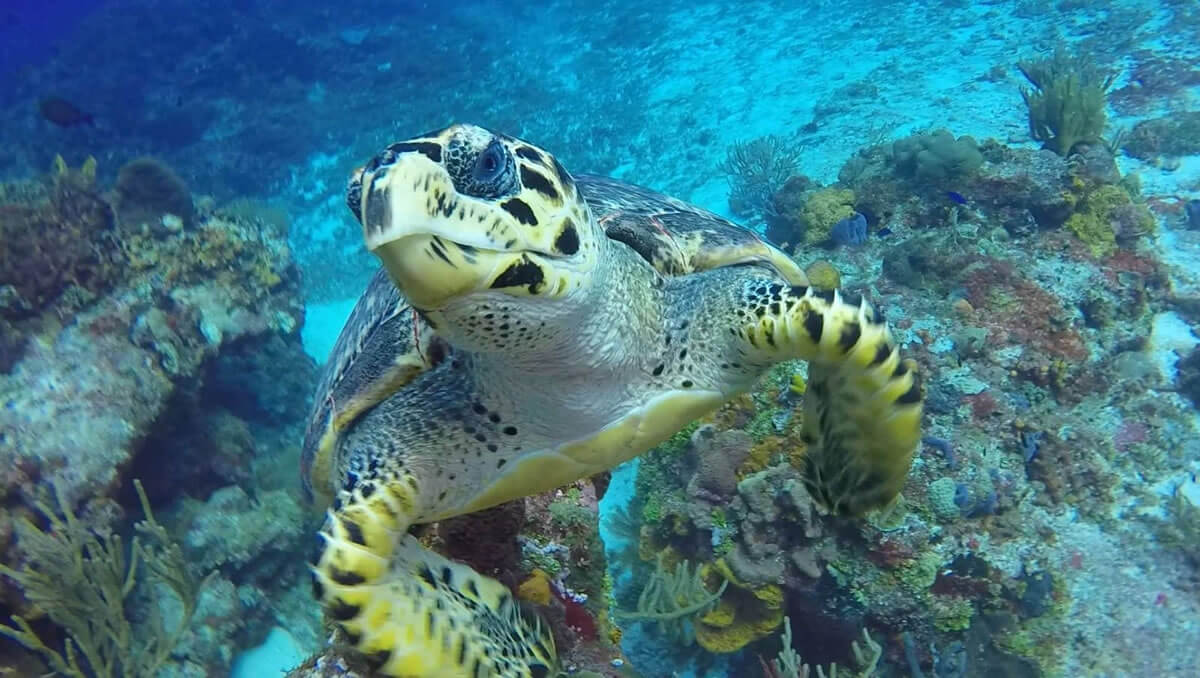 cozumel mexico national park